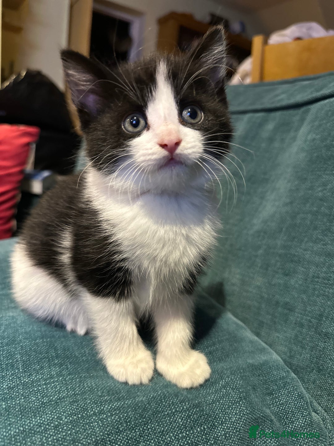 British Shorthair cats for sale: Beautiful tuxedo kittens - Image 10