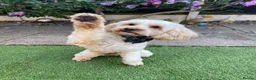 Cavapoo dogs for stud: F1B Cavapoo Stud Dog🐾 - Advert 9