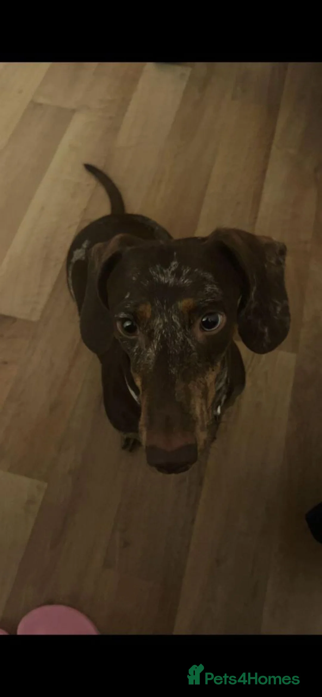 Miniature Dachshund dogs for sale: Beautiful Miniature Dachshund puppies in Glasgow - Advert 5