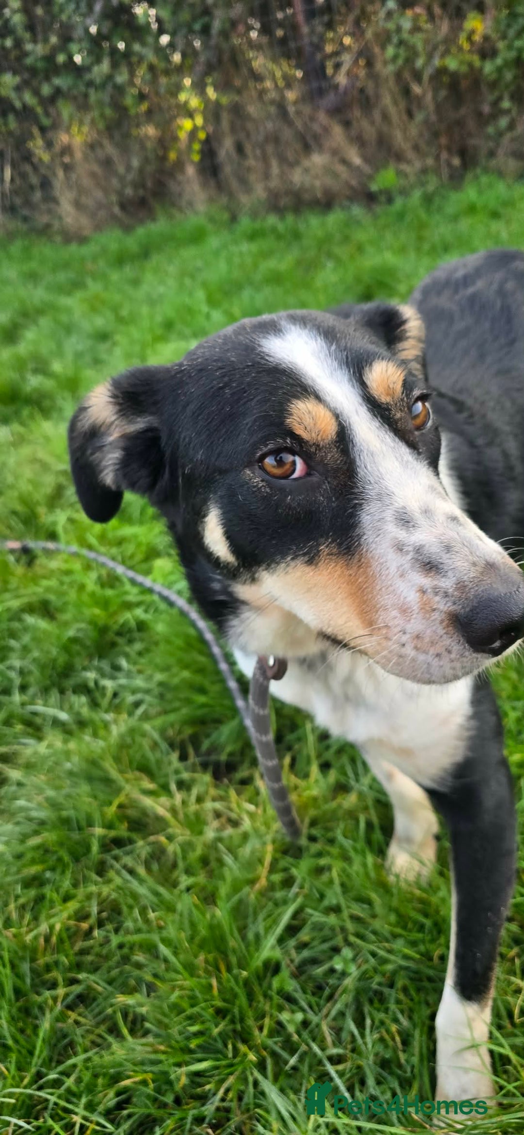 Mixed Breed dogs for adoption: TOMMY - Advert 2