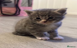 Maine Coon cats for sale: Main coon cross  - Image 2