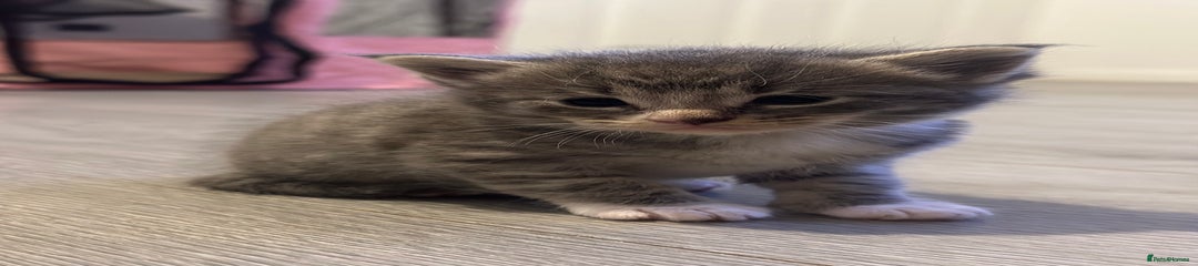 Maine Coon Kitten 2