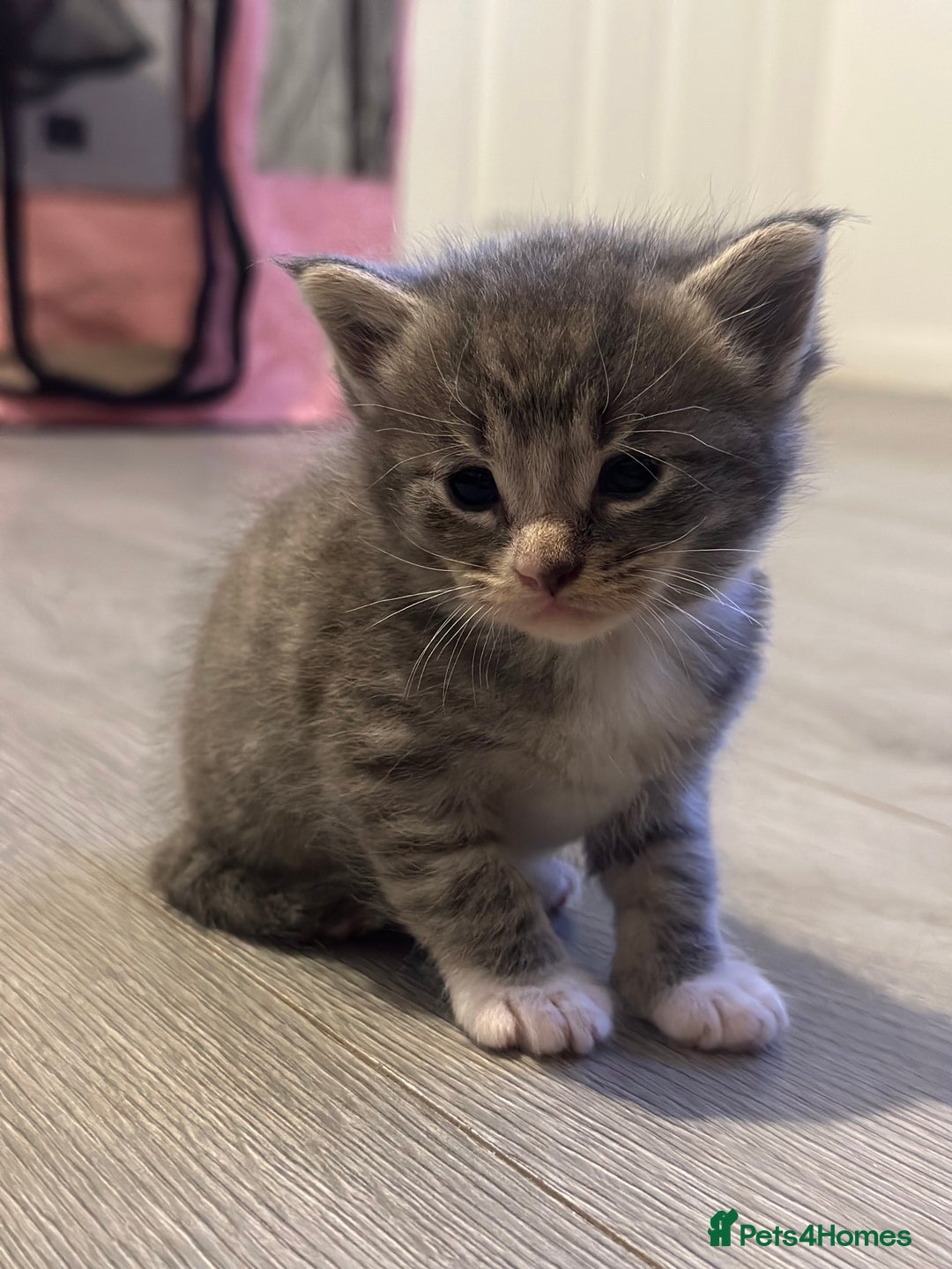 Maine Coon cats for sale: Main coon cross  - Image 2
