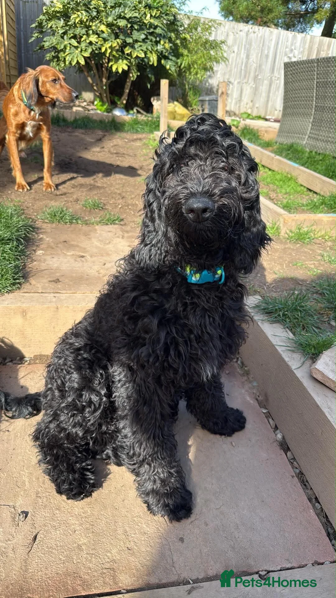 Irish Doodle dogs for sale: Last one Irish Gordon Doodles - Advert 2