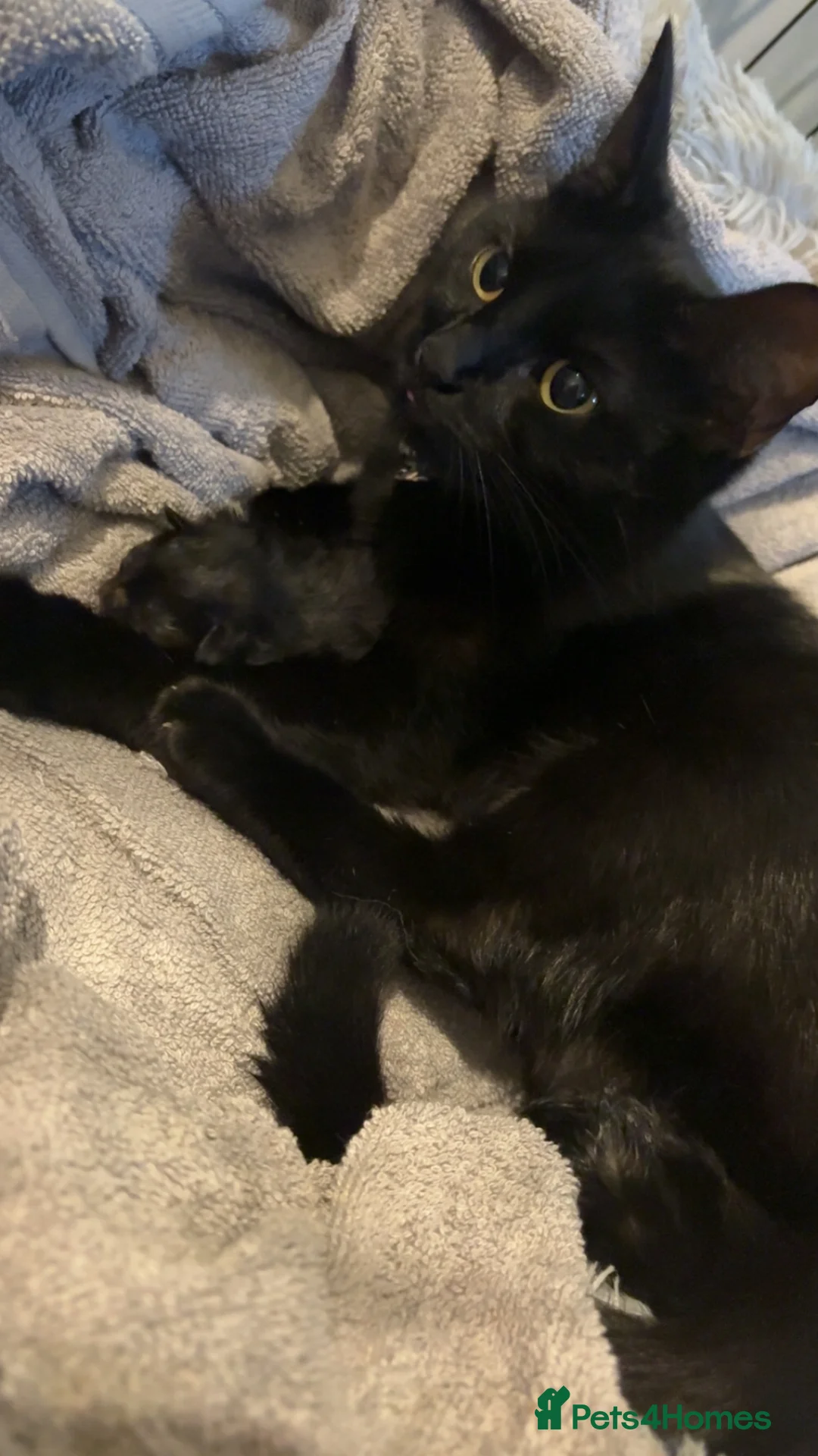 Mixed Breed cats for sale: 5 Kittens in Musselburgh - Advert 2