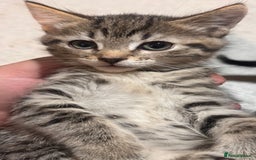 Mixed Breed cats for sale: Beautiful mixed breed kittens  - Image 4