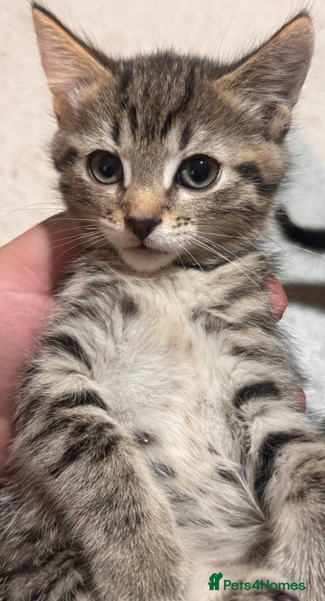 Mixed Breed cats for sale: Beautiful mixed breed kittens  - Image 4