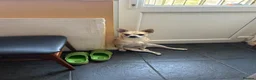 Chihuahua dogs for sale: Jacky in Bedford - Advert 1