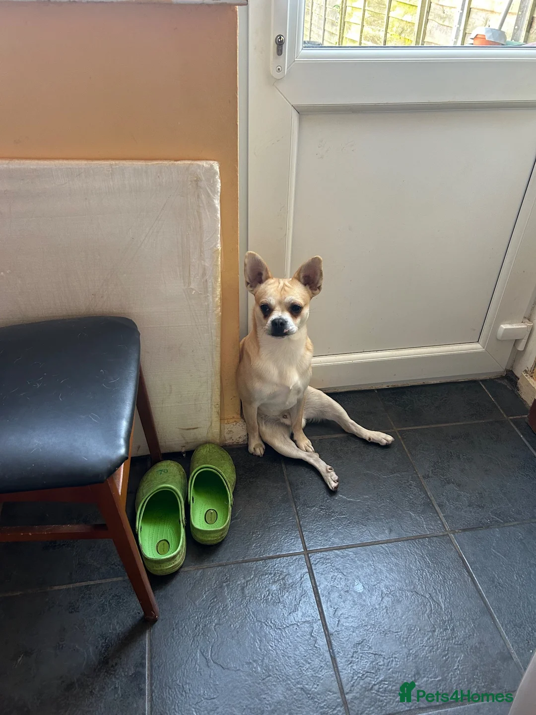 Chihuahua dogs for sale: Jacky in Bedford - Advert 1