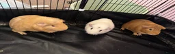 Guinea Pig rodents for sale: 3 male guinea pigs  - Advert 3