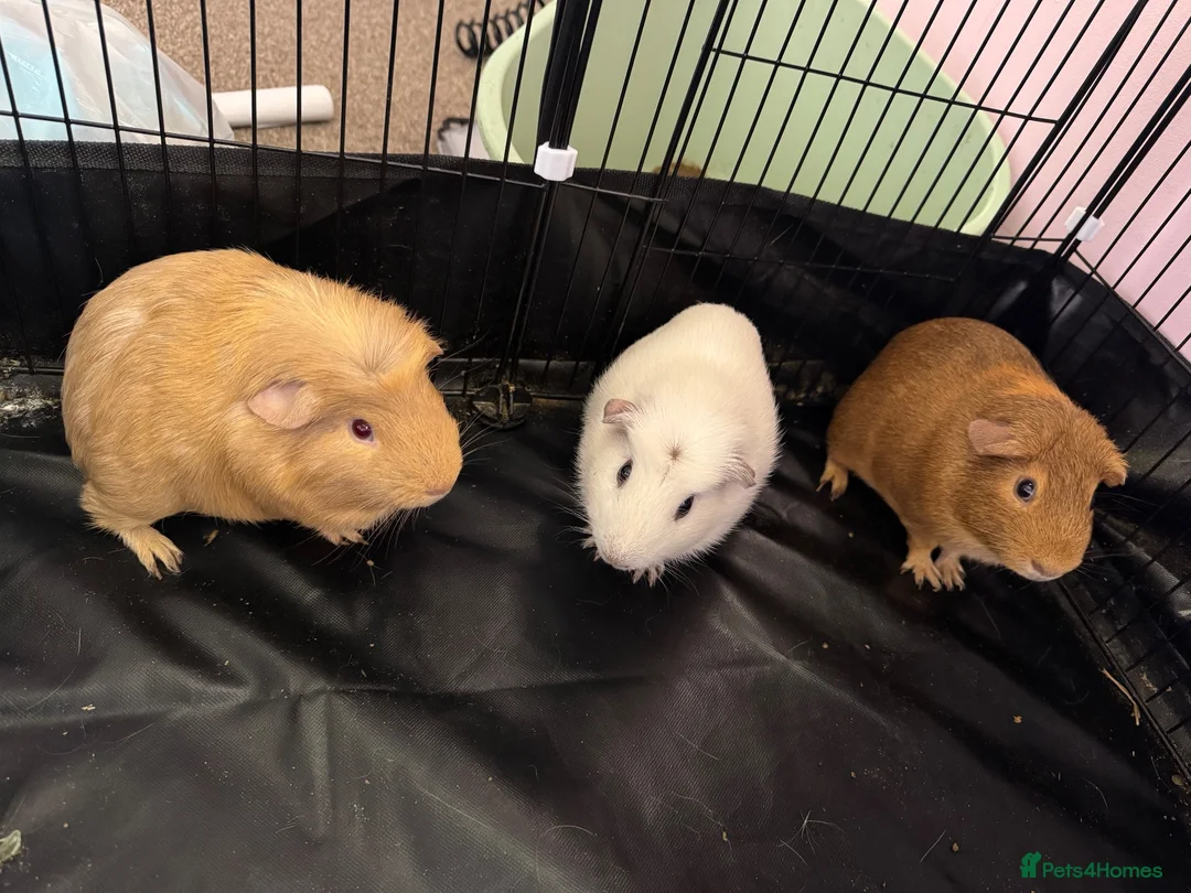 Guinea Pig rodents for sale: 3 male guinea pigs  - Advert 3