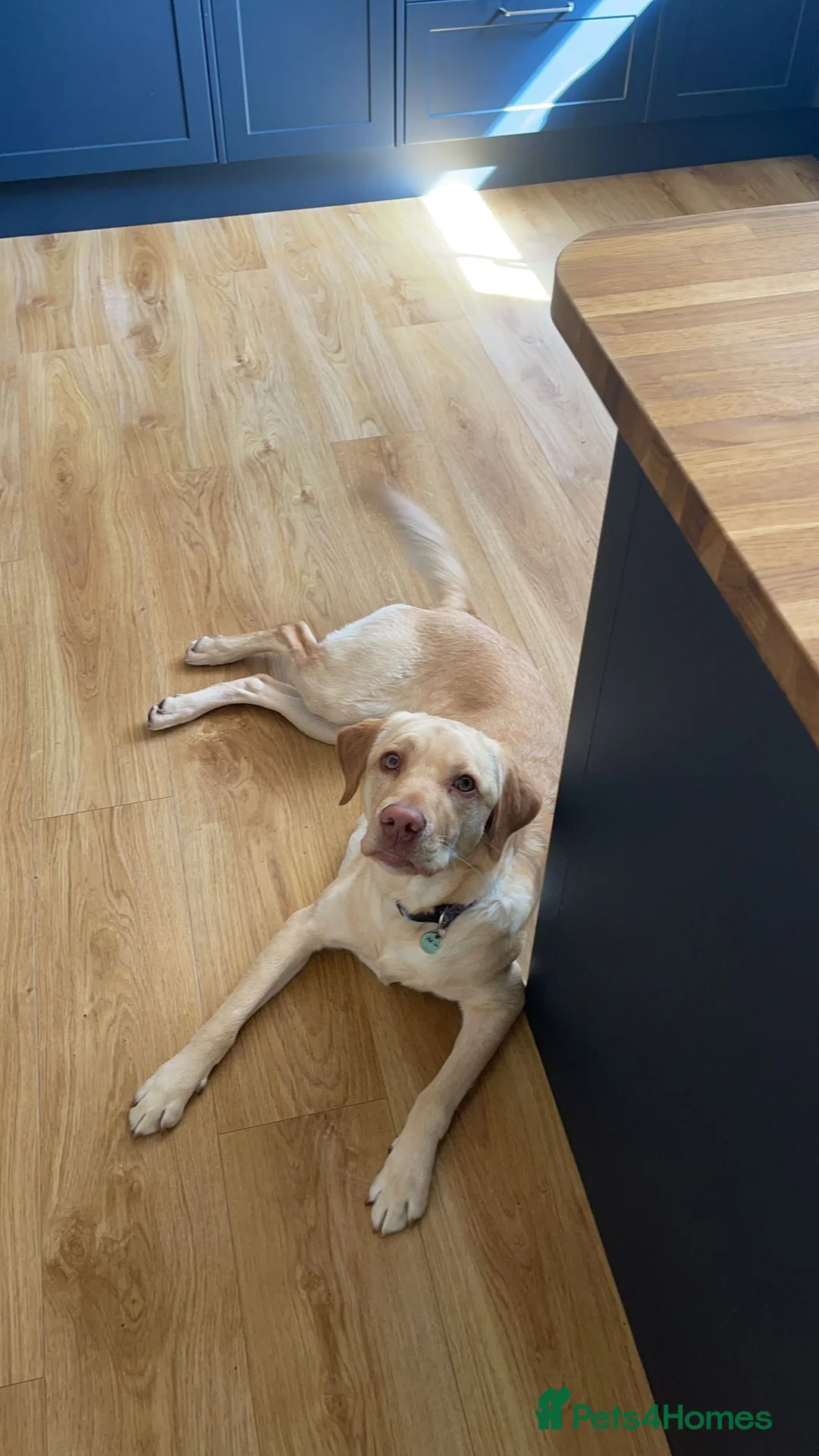 Labrador Retriever dogs for stud: KC REGISTERED LABRADOR STUD  in Worcester - Advert 16