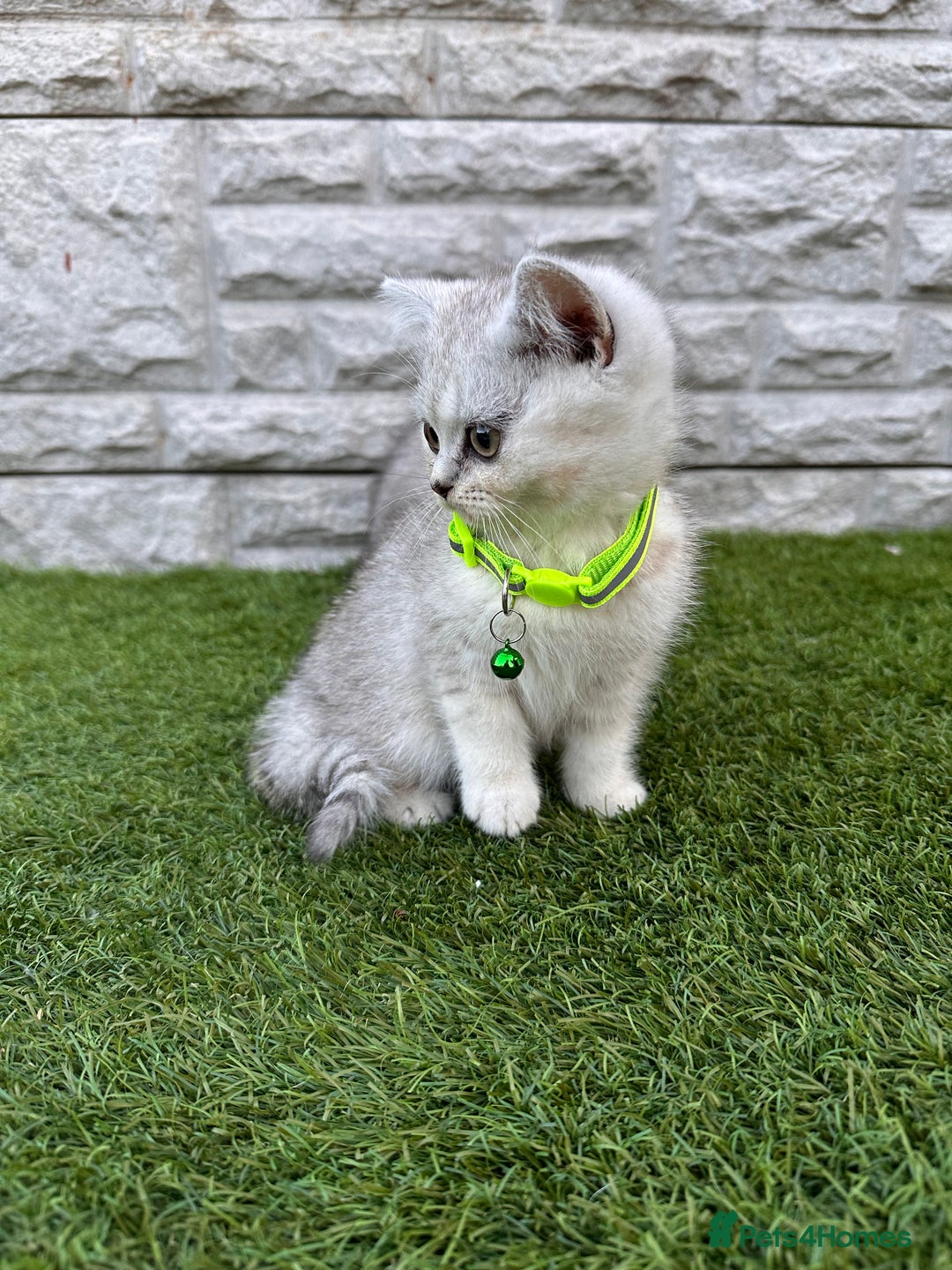 British Shorthair cats for sale: Silver Ticked British ShortHair Kittens TICA - Image 6