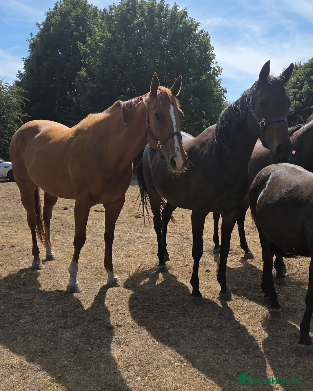 English Thoroughbred horses for sale: Stunning Chestnut mare 17hh - Advert 2