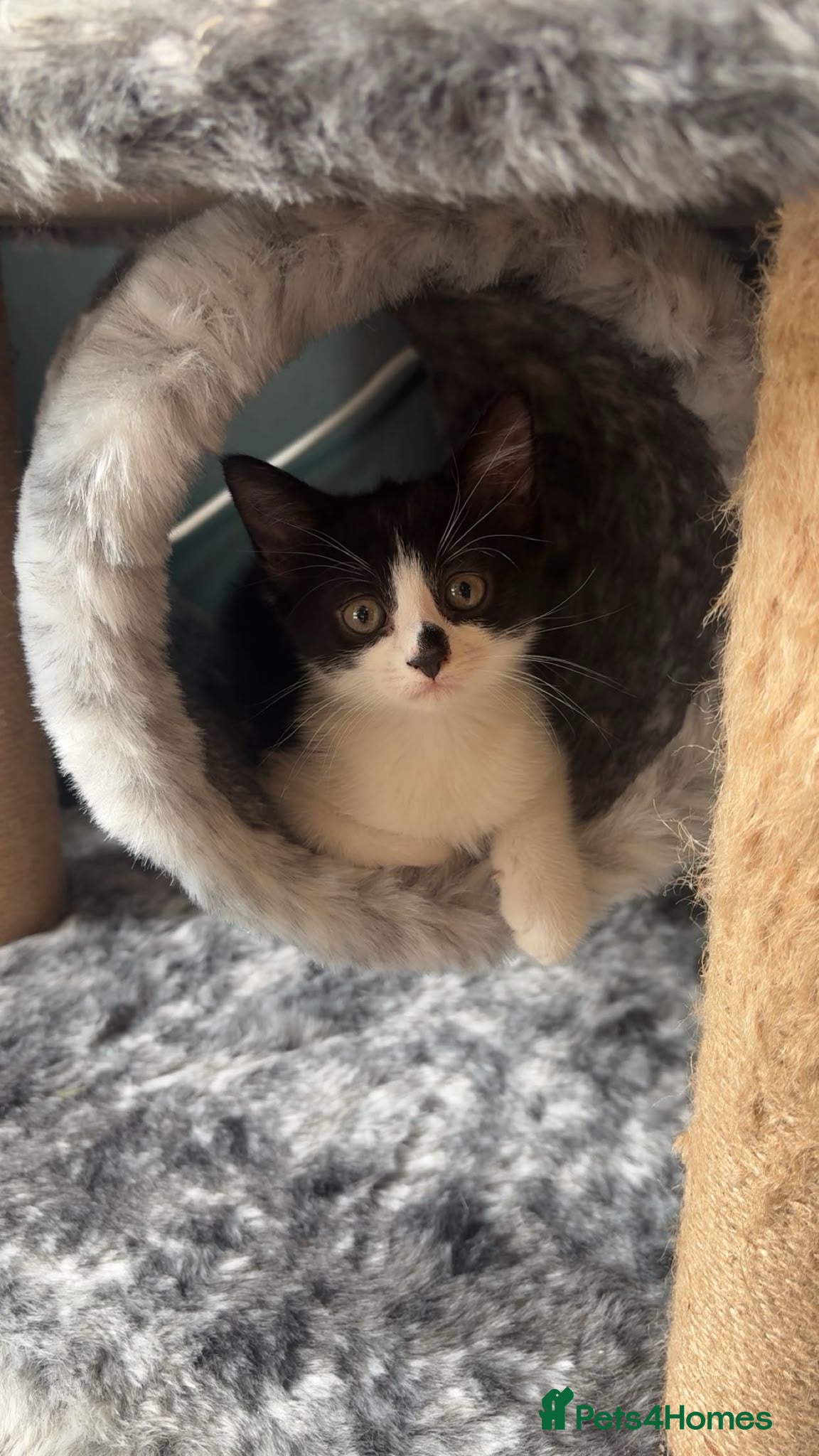 Mixed Breed cats Two sisters ready to go to their forever home - Advert 1