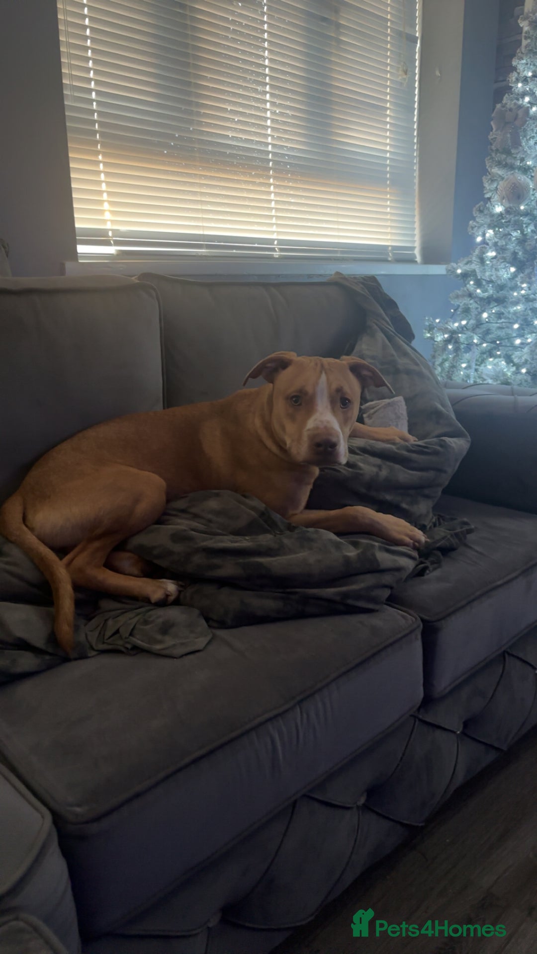 Mixed Breed dogs for sale: Rockie - Image 3