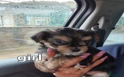 Yorkshire Terrier dogs for sale: Yorkshire pups  - Image 9