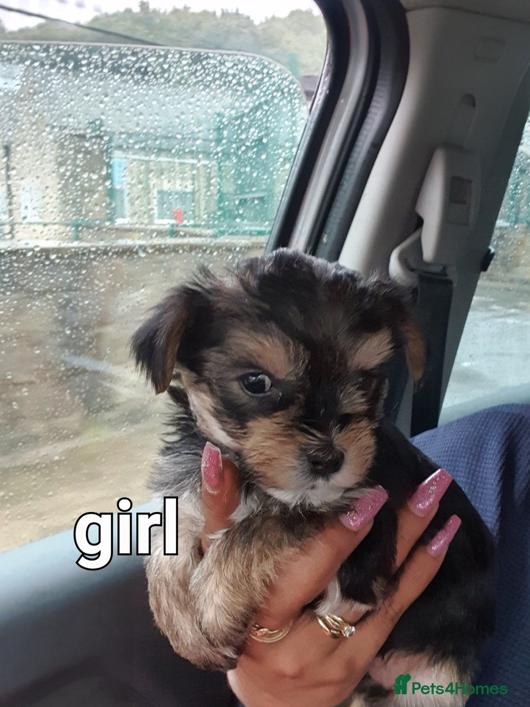 Yorkshire Terrier dogs for sale: Yorkshire pups  - Image 9
