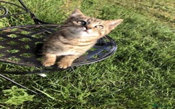 Bengal cats for sale: Bengal x British blue boys in Liss - Image 11