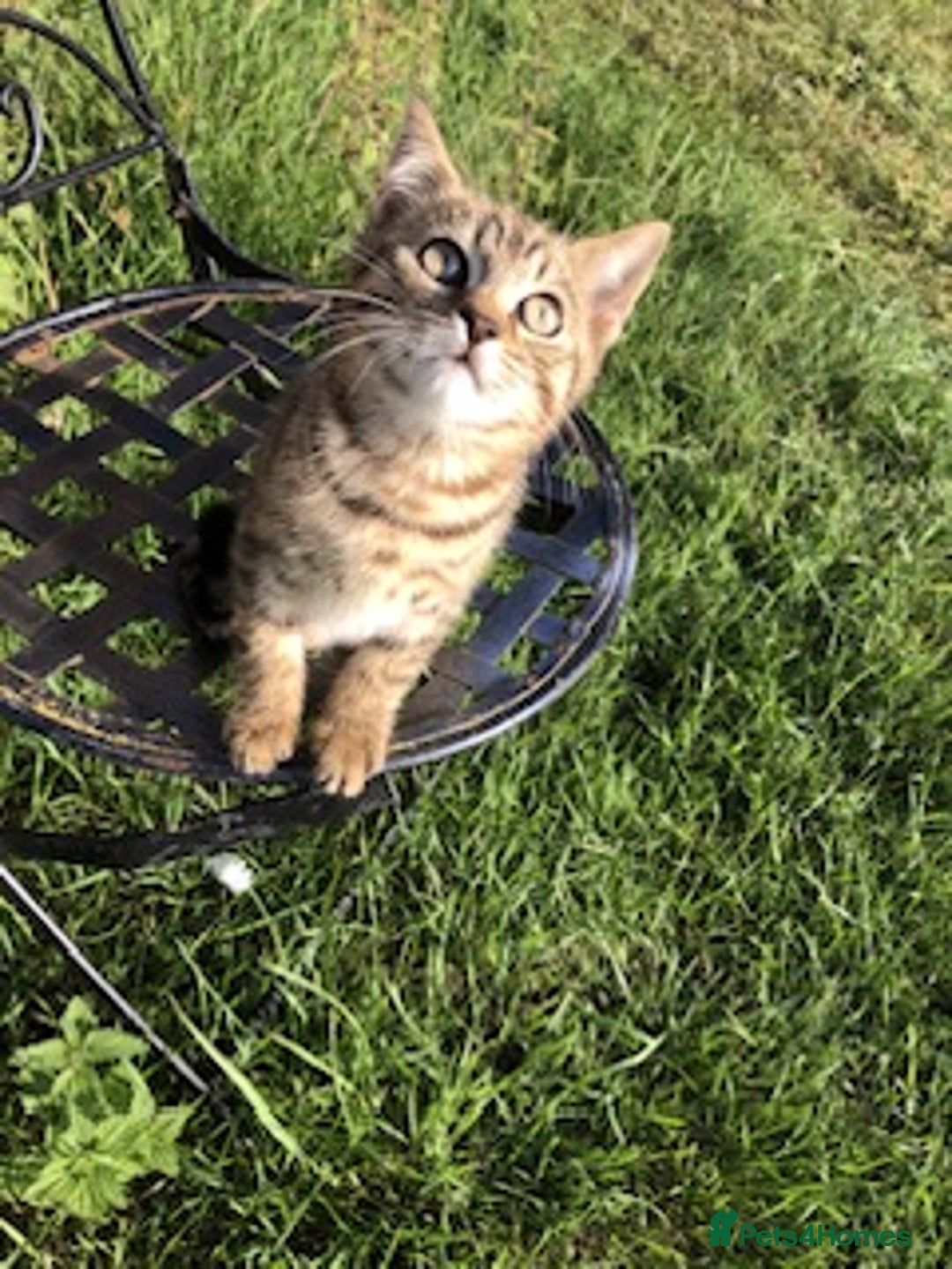 Bengal cats for sale: Bengal x British blue boys in Liss - Image 11