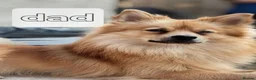 Pomeranian dogs for sale: Pomeranian  - Advert 12