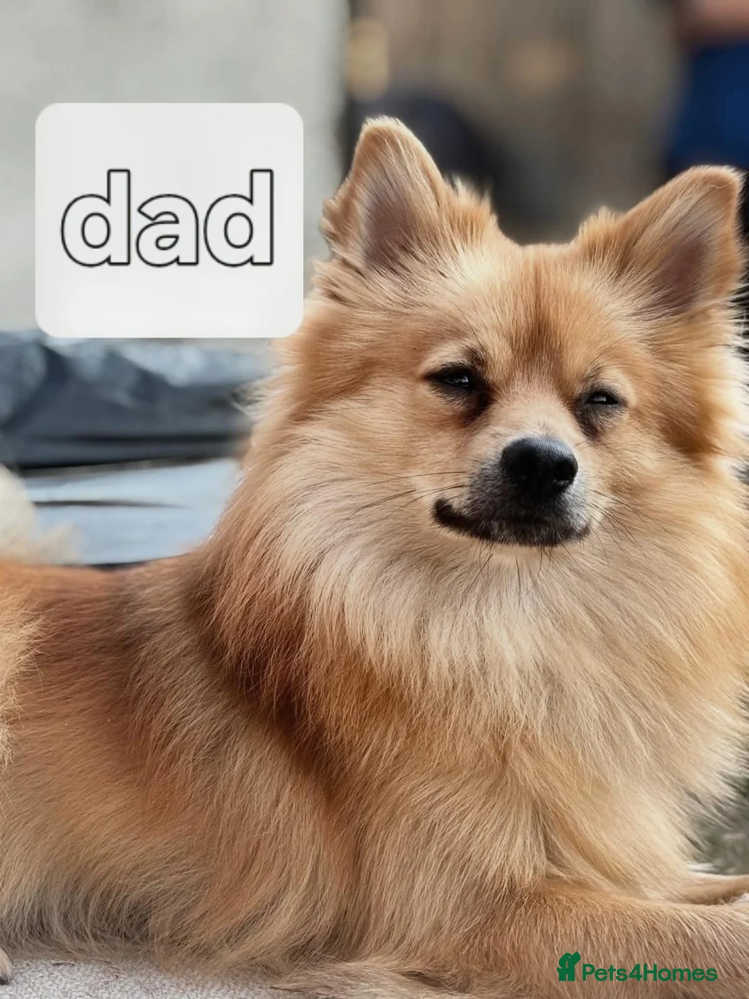 Pomeranian dogs for sale: Pomeranian  - Advert 12