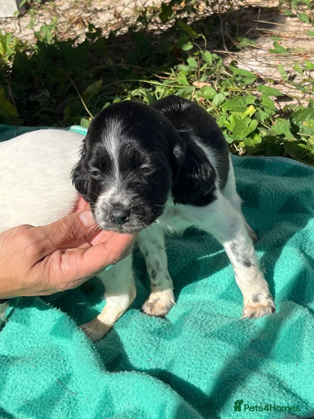 English Setter dogs for adoption: Setter x pups  - Image 18