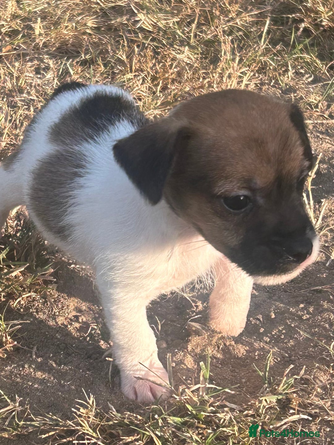 Jack Russell dogs for sale: jack Russel puppies  - Image 10