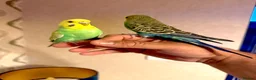 Budgerigars birds for sale: SUPER SILLY TAME BUDGIES FOR SALE WITH CAGE in Solihull - Advert 1