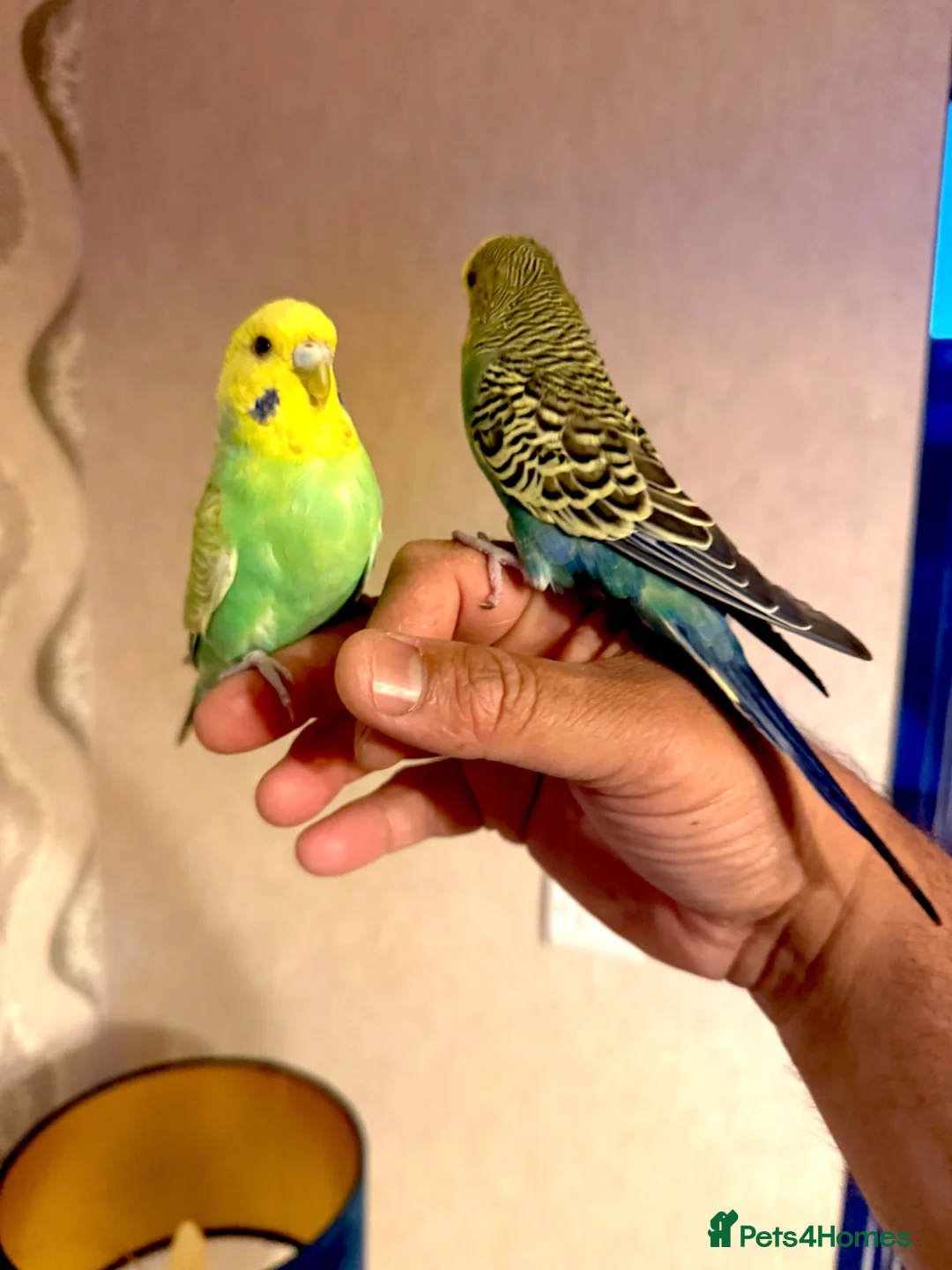 Budgerigars birds for sale: SUPER SILLY TAME BUDGIES FOR SALE WITH CAGE in Solihull - Advert 1