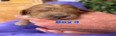  Boy 3