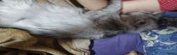 Persian cats for sale: Beautiful white and grey Persian  - Advert 6