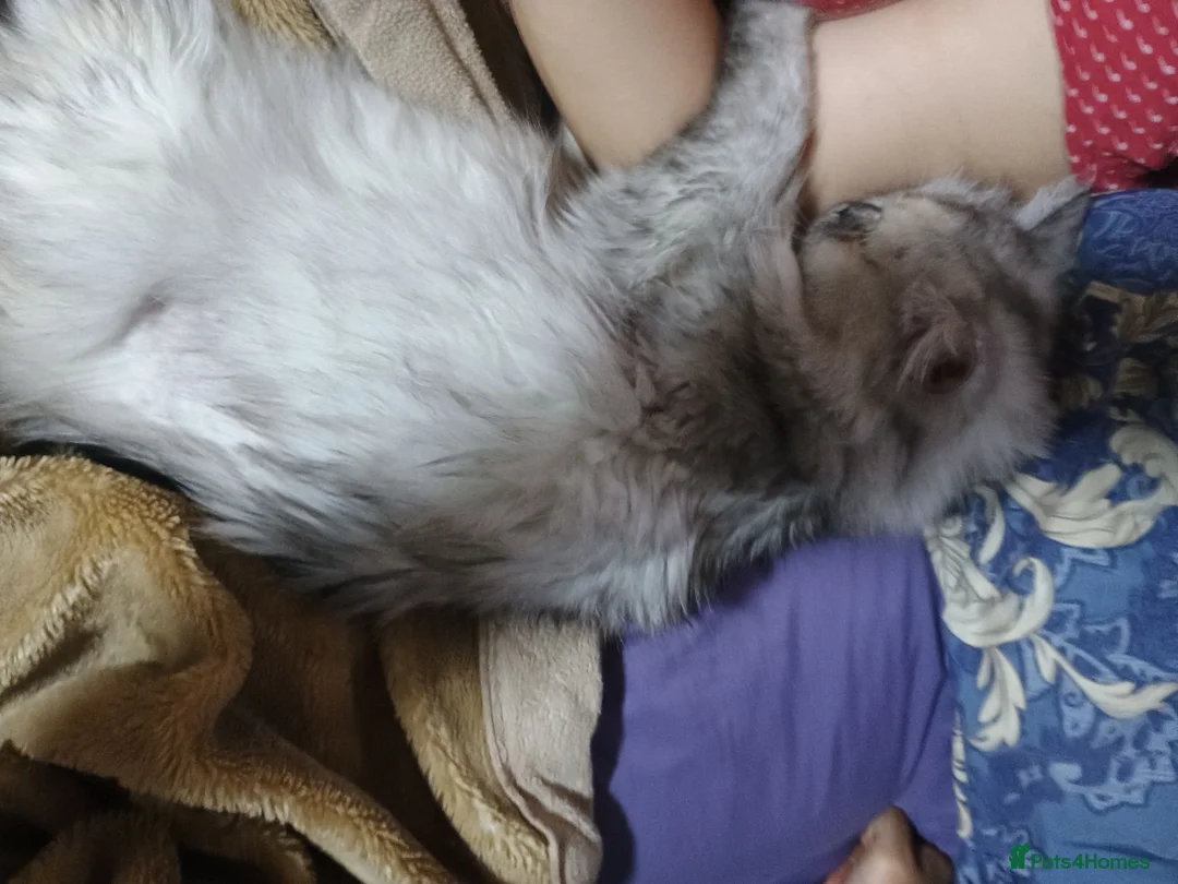 Persian cats for sale: Beautiful white and grey Persian  - Advert 9