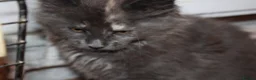 Maine Coon cats for sale: TICA Maine Coon Kittens 𝕽𝖊𝖆𝖉𝖞 𝖙𝖔 𝖑𝖊𝖆𝖛𝖊 - Advert 10