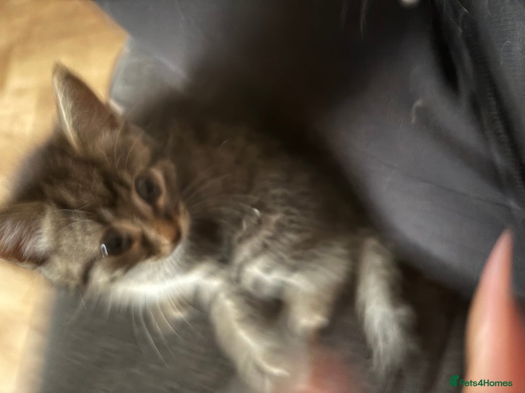 British Shorthair cats for sale: Two kittens  - Image 3