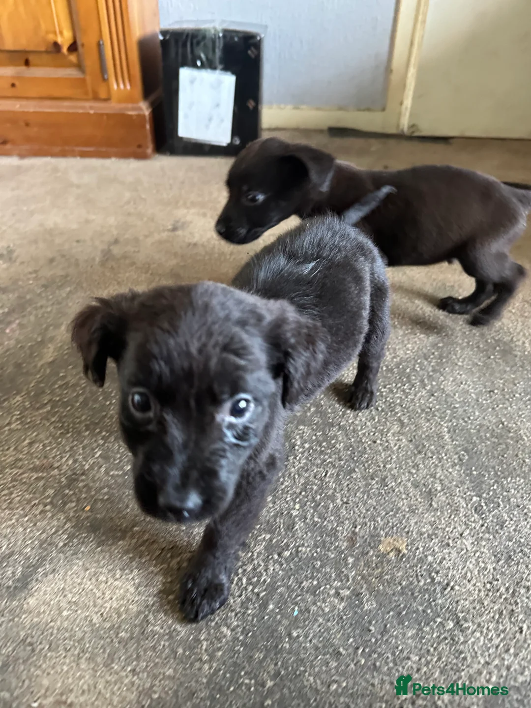 Mixed Breed dogs for sale: Puppies - Advert 4