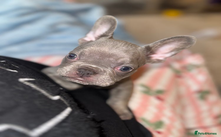 French Bulldog dogs 1 beautiful frenchie. Boy. - Advert 4