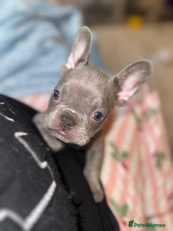 French Bulldog dogs 1 beautiful frenchie. Boy. - Advert 4