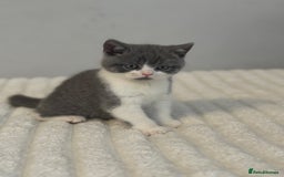 British Shorthair cats for sale: British short hair - Advert 3