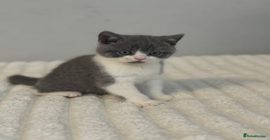 British Shorthair cats British short hair - Advert 14