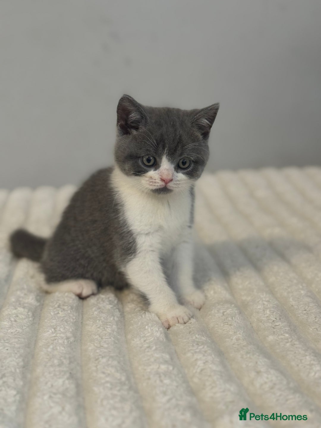 British Shorthair cats for sale: British short hair - Advert 3