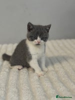 British Shorthair cats British short hair - Advert 1