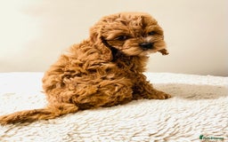 Cockapoo dogs for sale: Toy Yankee doodles American cockapoo - Image 11
