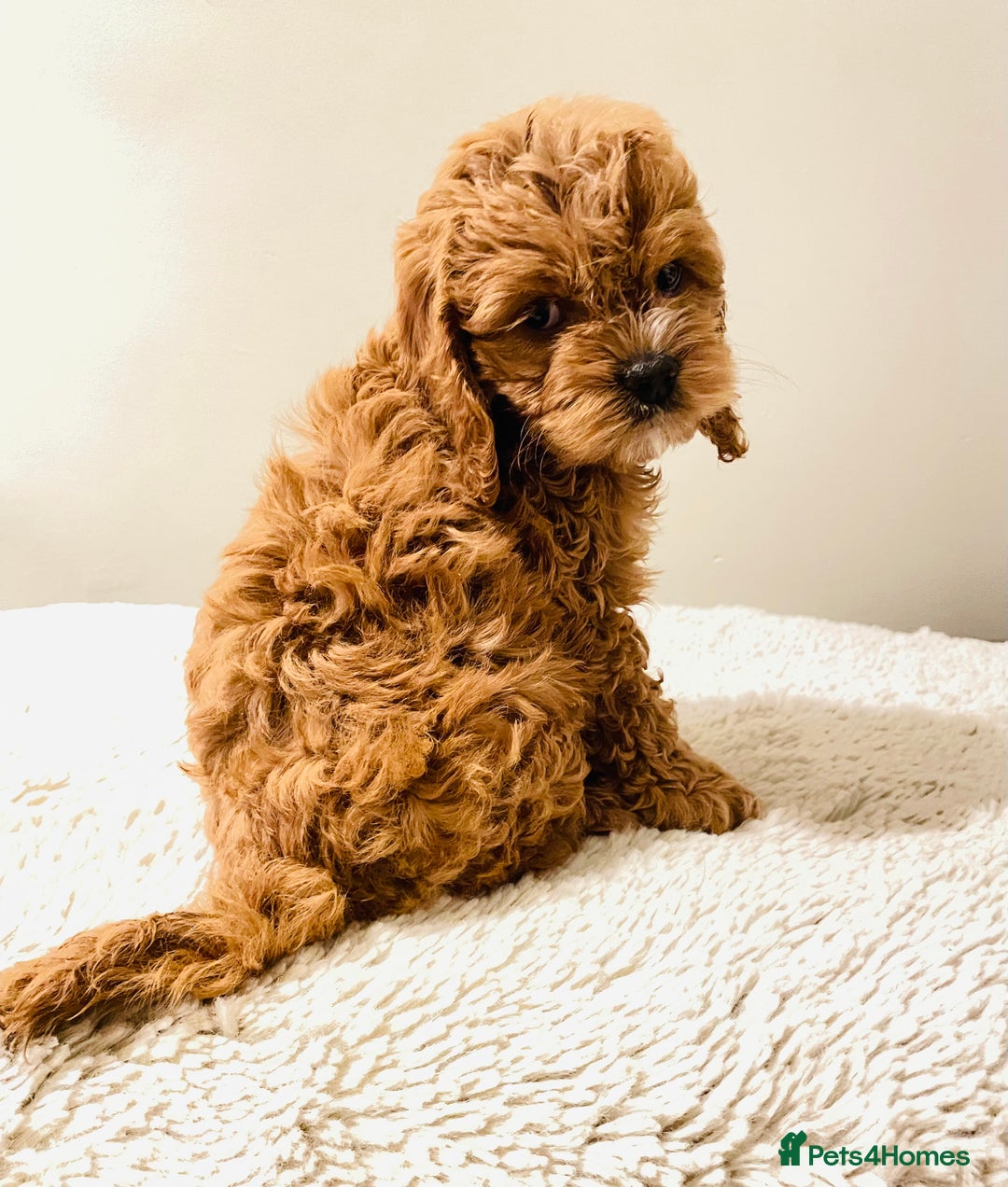 Cockapoo dogs for sale: Toy Yankee doodles American cockapoo - Image 11
