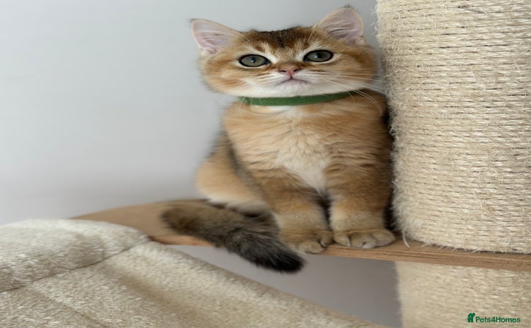 British Shorthair cats - Advert 8