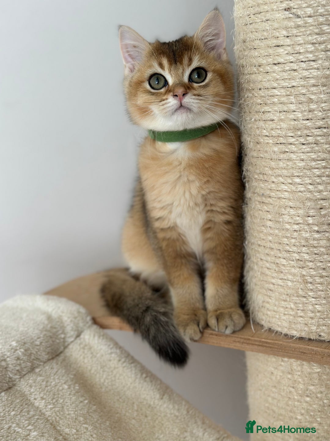 British Shorthair cats for sale: ‼️LAST KITTEN LEFT ‼️BSH Golden kittens  - Image 1