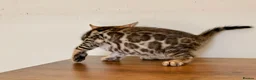 Bengal cats for sale: ⭐⭐⭐ Pedigree Bengal TICA registered Kittens ⭐⭐⭐ - Advert 6