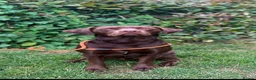 Labrador Retriever dogs for sale: 2x 2yo KC Registered chocolate Labrador boys - Advert 2