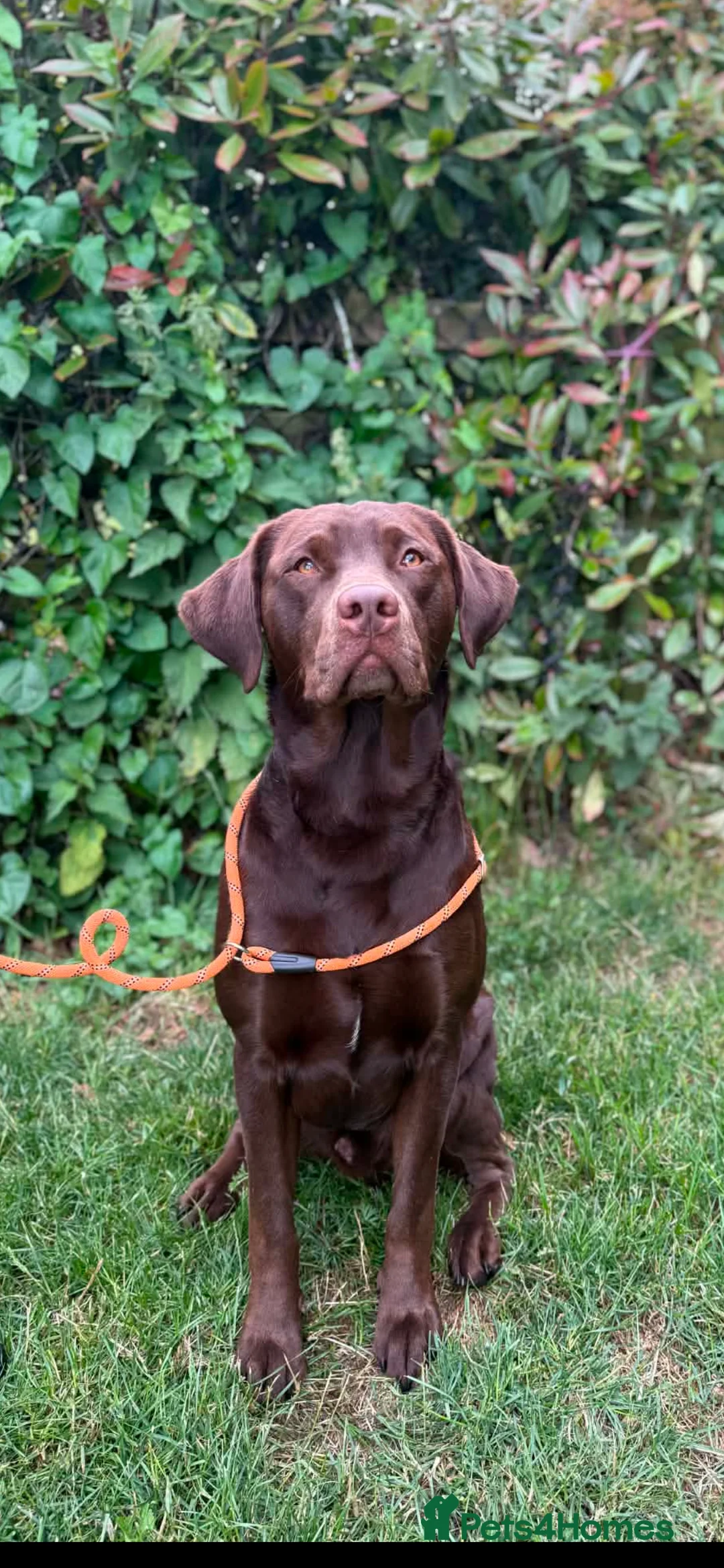Labrador Retriever dogs for sale: 2x 2yo KC Registered chocolate Labrador boys - Advert 2