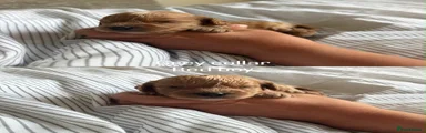 Cavapoo 2